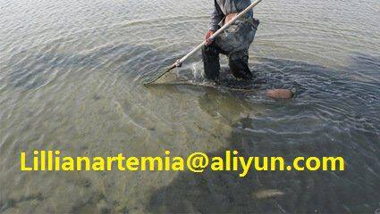 Evergreen Artemia Group INC. company overview - view 1