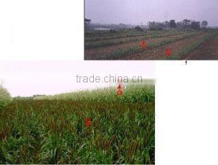 Beihai Green Kingdom Biology And Landscape-Creating Co., Ltd. company overview - view 2