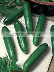 Moon Star Seeds Stores company overview - view 3