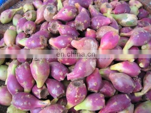 Commercial prickly pear juice processing plant