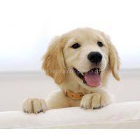 Beijing Painting Company company overview - view 1