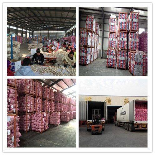 Pioneer Garlic Group company overview - view 3