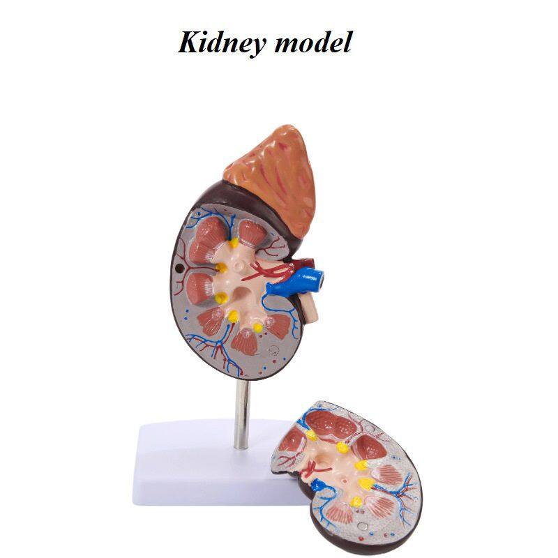 人体肾脏模型67元.jpg