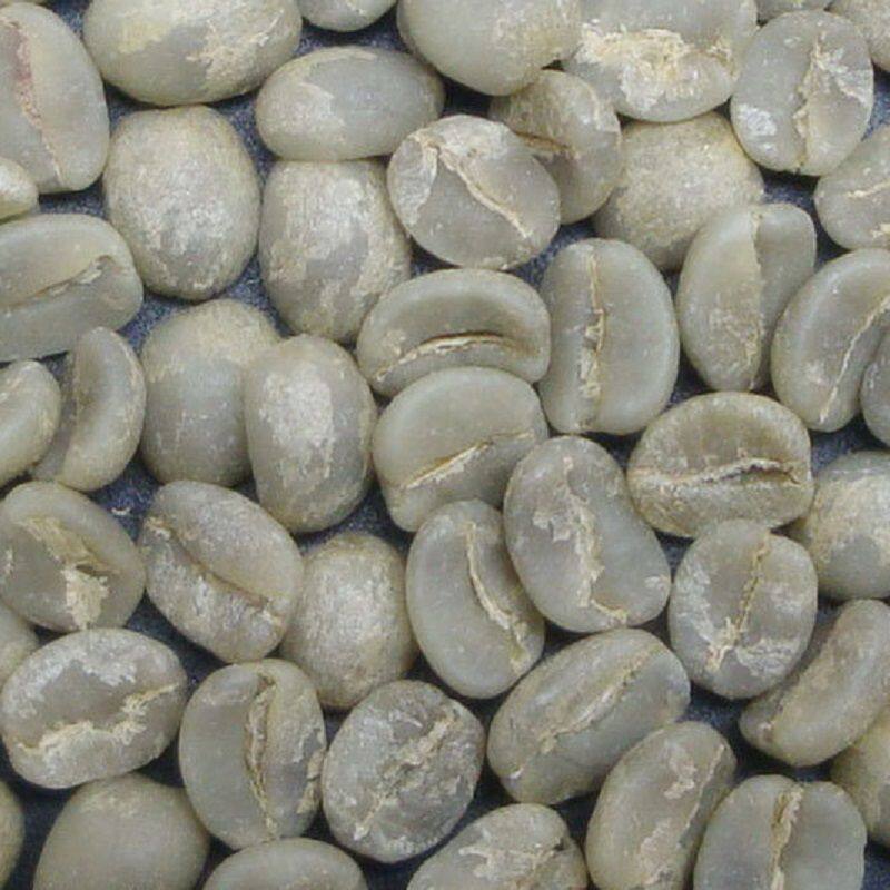 卡蒂莫39.98元Catimor 3.jpg