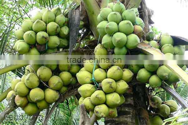 Minh Khang Import Export Company Limited company overview - view 3