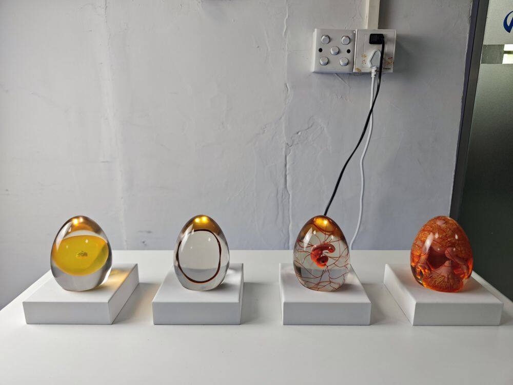 鸡蛋孵化演示过程模型 (8)