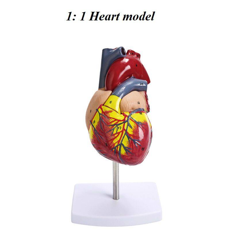 1倍心脏解剖模型34个标识 45元.jpg