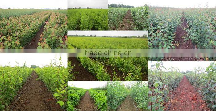 Econom Cop Doo Subotica company overview - view 1