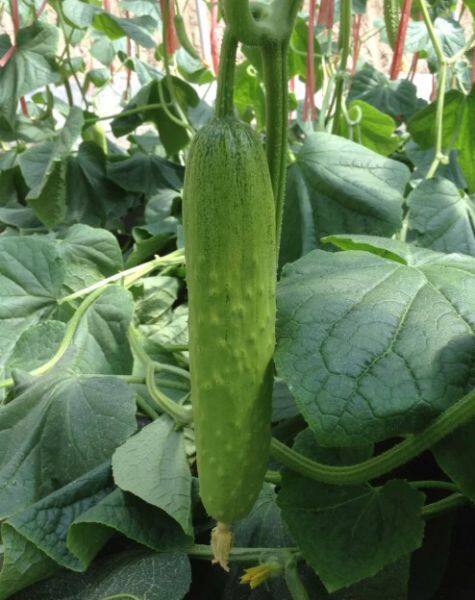 YiNong company overview - view 2