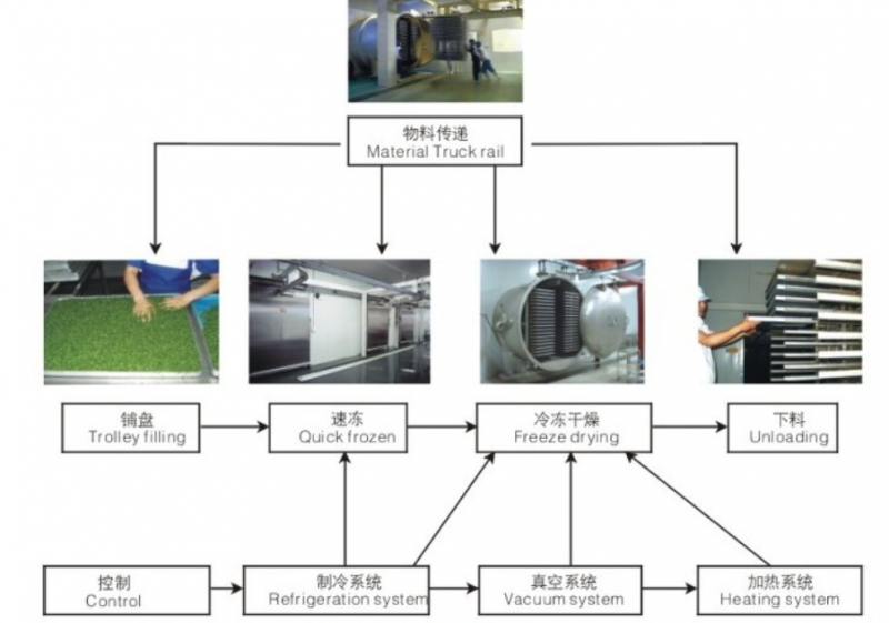 Intelligent Upgrade Freeze Vacuum Drying Machine