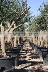 Finca Hermosa S.l. company overview - view 3