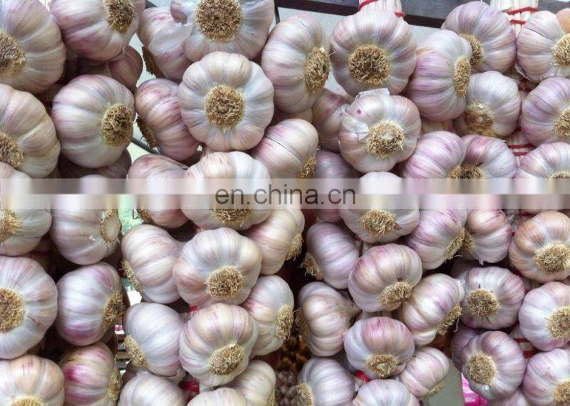 garlic ginger peeling machine/ garlic peeler /garlic peeling