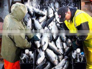 I. Fish Company Limited company overview - view 1