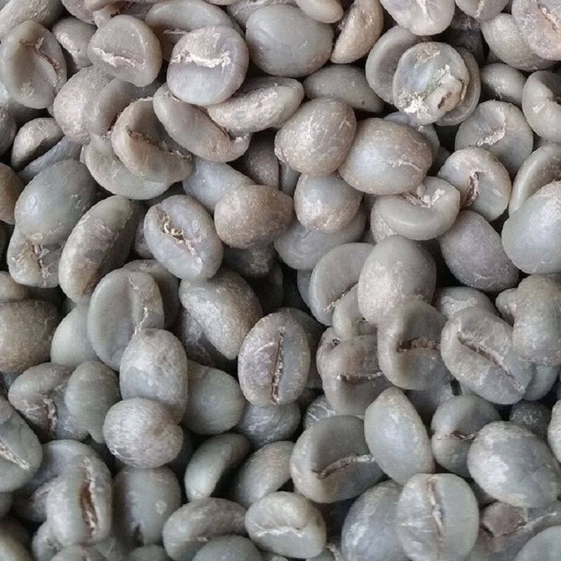 卡蒂莫39.98元Catimor 2.jpg