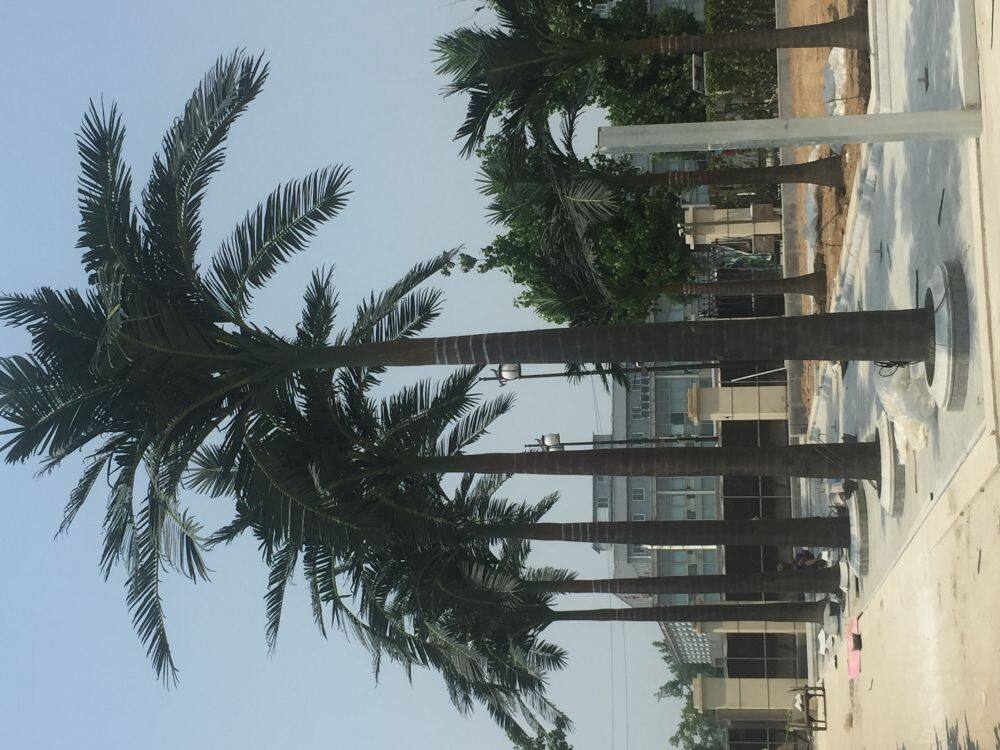 Coconut Palm Tree (4).jpg