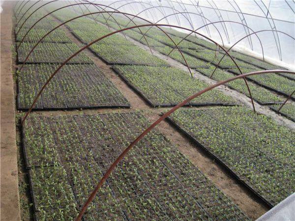 LANDON Seed Trays company overview - view 1