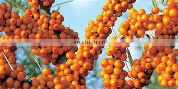 Fruit Vegetable IQF Quick Freezing Machine