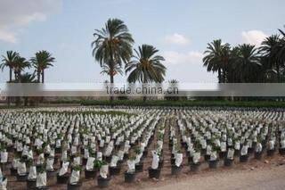 Algoros Viveros Sl company overview - view 2