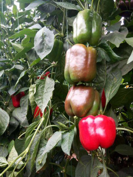 YiNong company overview - view 3