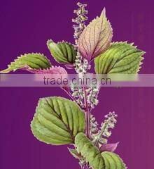 Wendeng Jingang Foods Co., Ltd. company overview - view 3