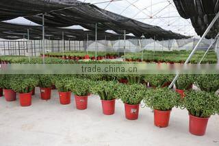 Superior Chinese Bonsai Nursery Co., Ltd. Foshan company overview - view 2