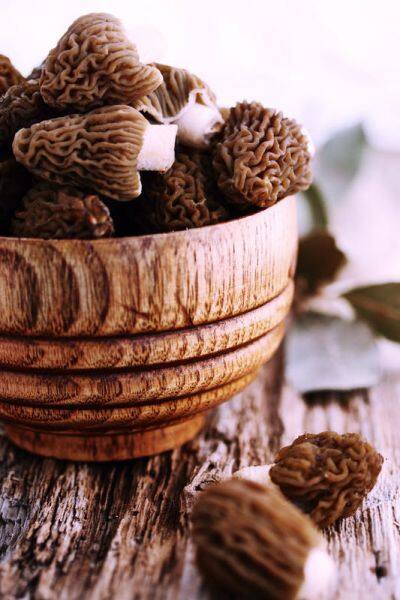 Morel mushrooms pop up, cluster together after wildfires