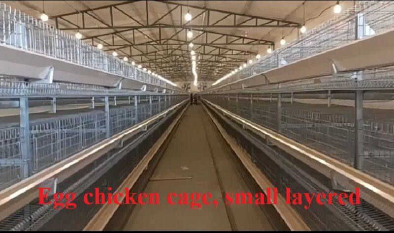 小层叠蛋鸡笼.jpg