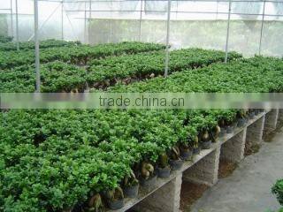 Zhangzhou Wisdom Industry & Trade Co., Ltd. company overview - view 2