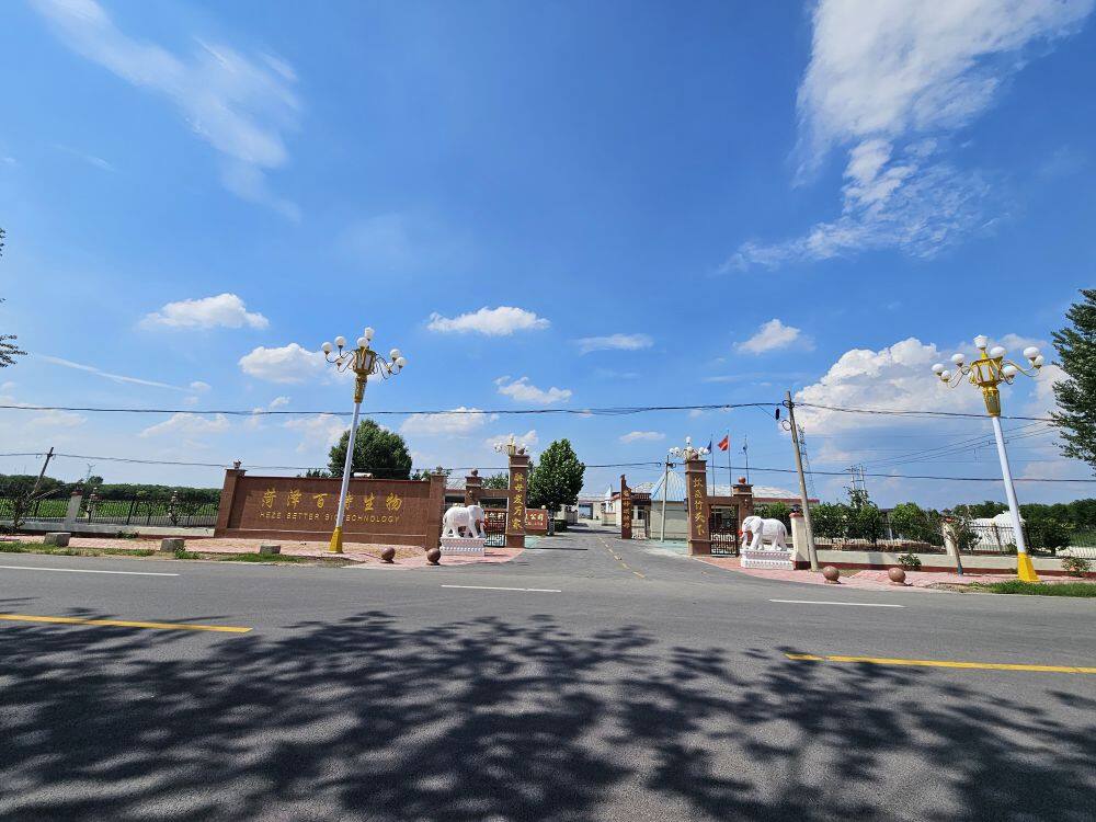 Instant Ginger Tea Solid Drink: Clean Ingredients, Real Benefits, Your Daily Warm Wellness Drink