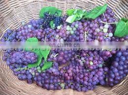 Grape destemmer and crusher