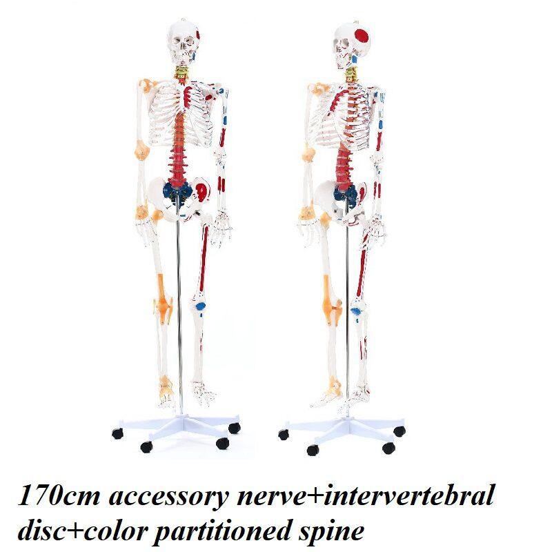 170cm附神经+椎间+彩分区脊柱 1050元.jpg