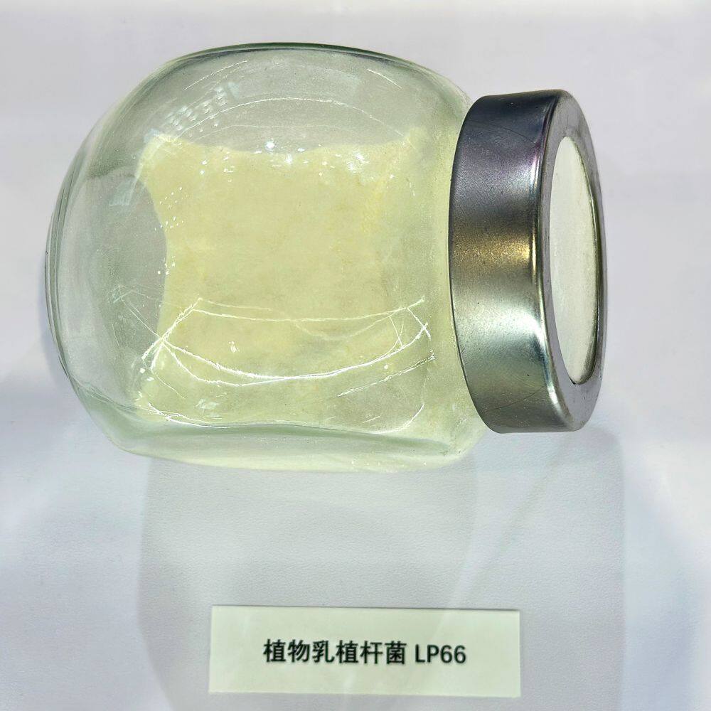 Lactobacillus Plantarum Powder