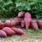High quality fresh sweet potato from Vietnam