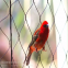 Stainless Steel 304/316 7*7 Zoo Wire Mesh Fence Green Wall Mesh Safety Net Stainless Steel Rope Mesh