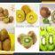 Leader kiwi slicing machine with CE&ISO