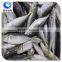 wholesale fishing frozen food horse mackerel