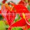 china wholesale natural red wine anthurium flowers with single head