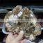 polished wooden fossil pieces for deco