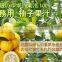 Yuzu Juice for Cooking Made in Japan