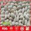 Hot sale white kidney beans from China