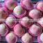 New crop Yantai fuji Apple