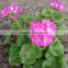 New Shanghai Supply Pelargonium hortorum seeds,geranium flower seeds