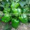 The early maturing disease resistance F1 hybrid green large pepper seeds