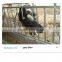 Cow Freestall Barn Galvanized Fence Panels