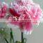 Hot sell Carnation flower fresh cut carnation fresh flowers Kunming