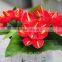 rose Type anthurium varieties alibaba kenya fresh cut flowers as a gift