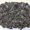 high quality sunflower seeds type 601 from Inner Mongolia