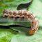 63% Monosultap 6% Bt control striped rice borer rapid killing effect