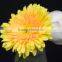 High grade Champagne mini yellow daisy gerbera flower