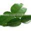 Organic Fresh Kaffir Lime Leaves Grade A